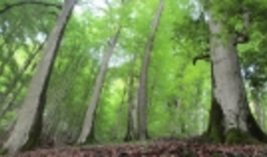 Iran's Hyrcanian Forests Added to UNESCO World Heritage List