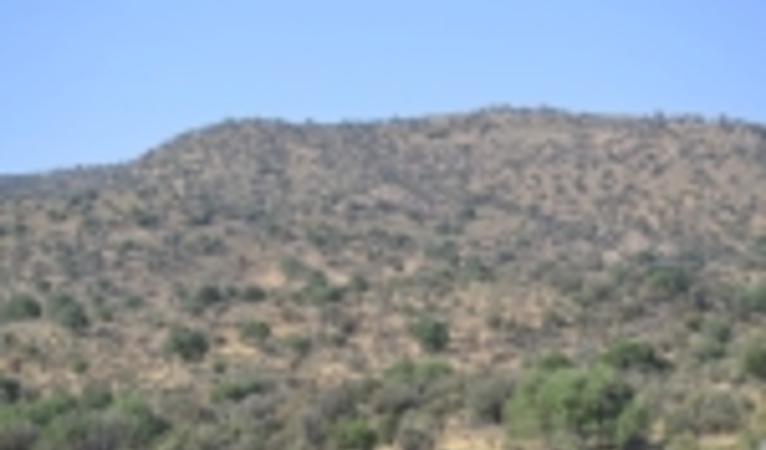 هراس آتش بر جان عرصه‌های محدود طلای سبز استان یزد 