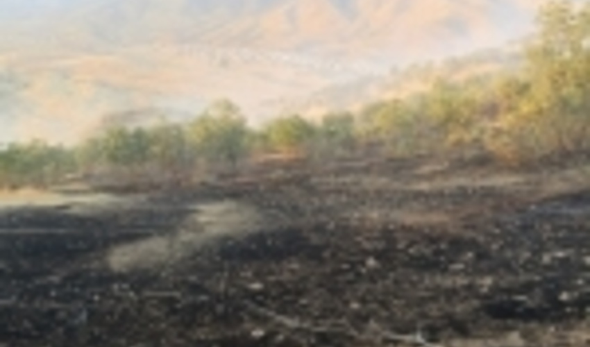  مهار آتش سوزی در جنگل های بلوط شهرستان لردگان