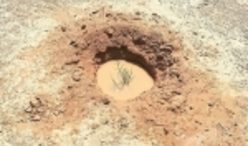 ۷۰۰ هکتار اراضی گرمسار تحت اجرای طرح بیابانزدایی قرار گرفتند 