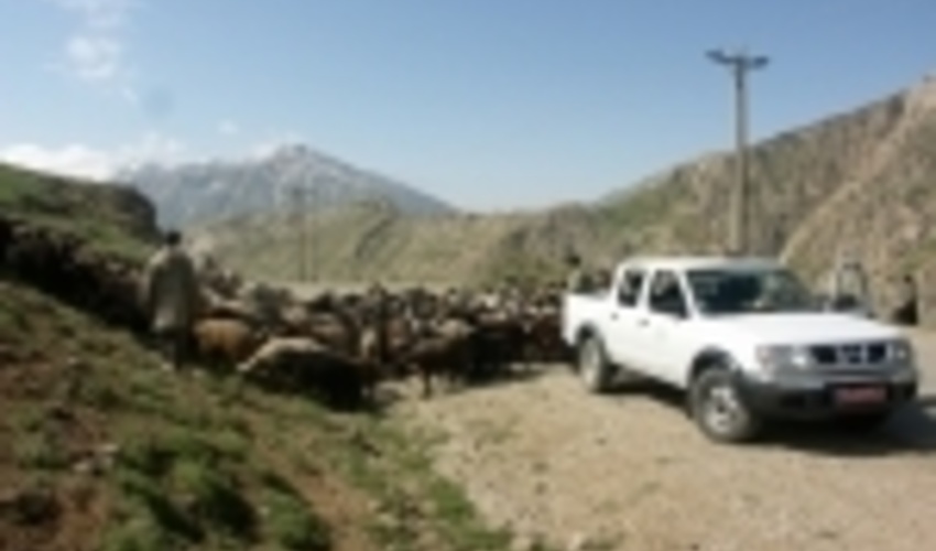 اخراج 5 هزار دام غیر مجاز از مراتع لار