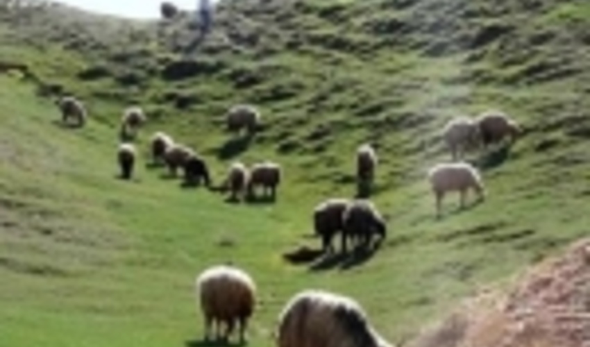 دام های فاقد مجوز از مراتع البرز خارج شدند