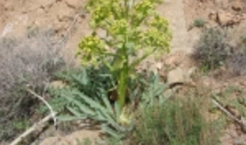 پیش بینی برداشت ۵۰ تن آنغوزه در خراسان جنوبی