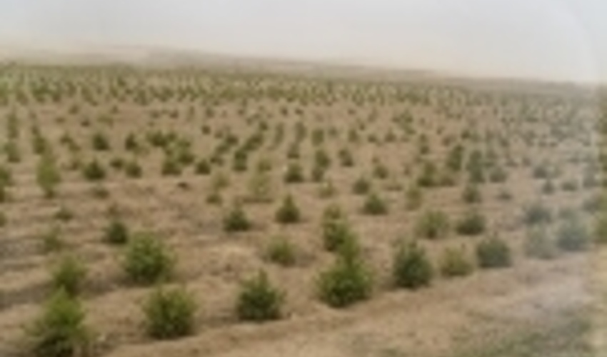 یک هزار هکتار به سطح جنگل های همدان افزوده می شود