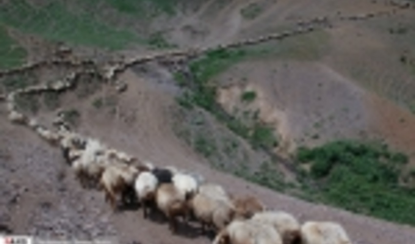 گزارش تصویری/رونق تولید در مراتع ییلاقی 