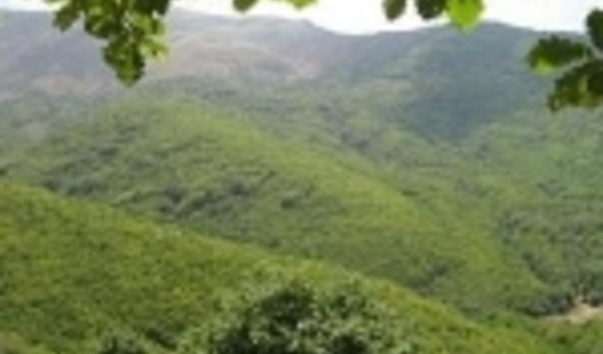 کرمانشاه/حفاظت از جنگل‌ها و طبیعت از شاخصه‌های توسعه یافتگی کشور است 