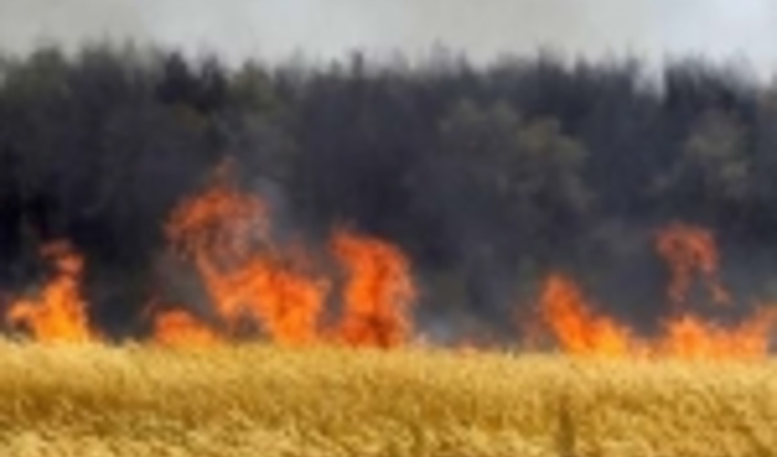 نیروهای مردمی یاور منابع طبیعی کهگیلویه و بویراحمد در زمان آتش‌سوزی‌ها 