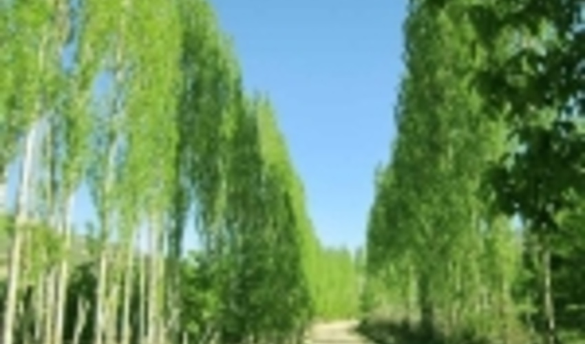 توزیع ۷۰ هزار اصله نهال صنوبر در خراسان شمالی