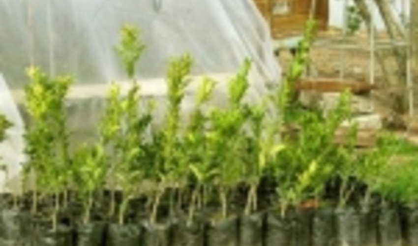 نهالستان «ریخلان» مریوان سالانه ۵۰۰ هزار اصله نهال مورد نیاز کشور را تامین می‌کند 