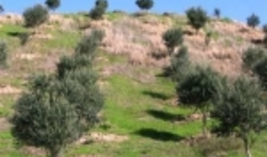 25 جنگل دست کاشت در خراسان رضوی ایجاد شده است