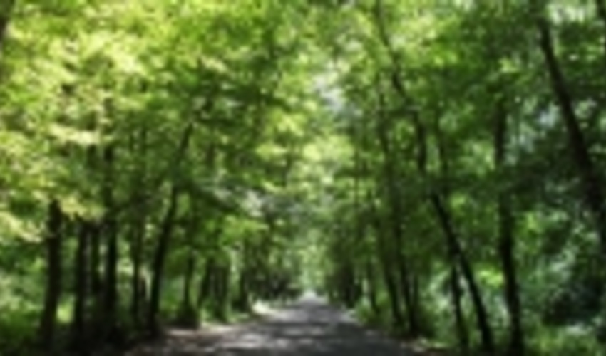 به مناسبت روز ملی جنگل؛ آینده‌ای سبز در انتظار جنگل‌های ایران 