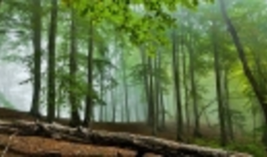 غرب مازندران زیستگاه بی‌نظیرترین جنگل‌های دنیا