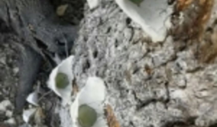 تلاش متخلفان کت زنی درختان جنگلی شهرستان جهرم ناکام ماند