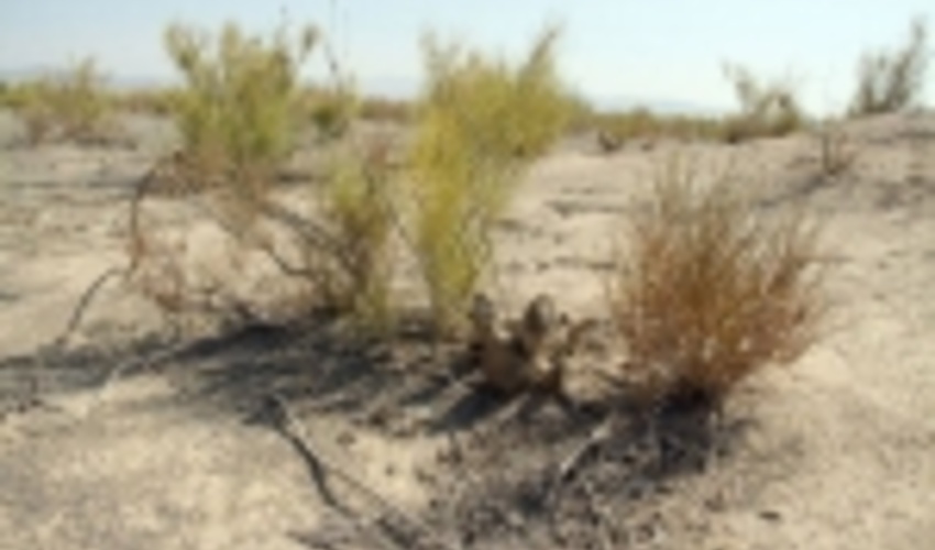 ۳۸ پرونده تخریب جنگل های تاغ در سبزوار تشکیل شد