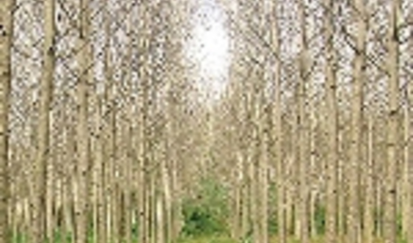 کاشت ۷ میلیون نهال تولید چوب در سال ۹۸