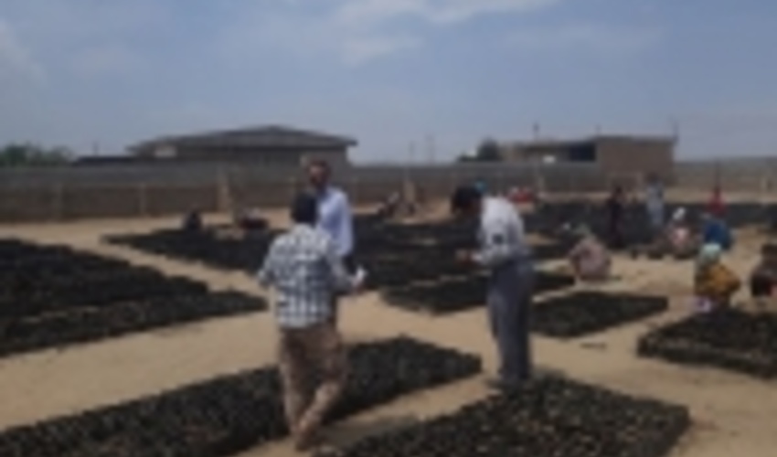 آغاز عملیات تولید 150 هزار اصله نهال مرتعی گلدانی در شهرستان آق قلا