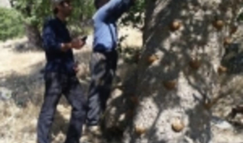 ۹۲۳ کیلوگرم شیره ون از درختان بنه سروآباد برداشت شد