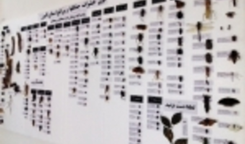 تهیه مجموعه فون حشرات عرصه‌های منابع‌طبیعی استان البرز