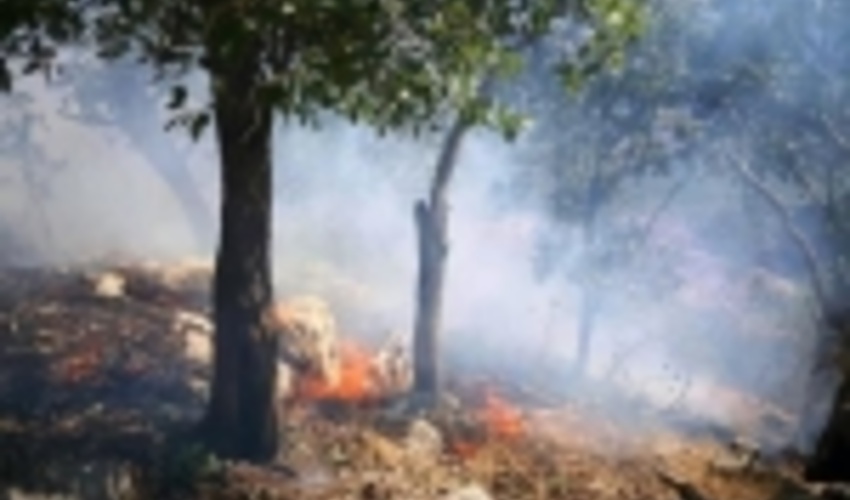 مهار 25 مورد آتش سوزی در بوستان‌های جنگلی تهران