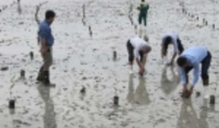 605 هزار اصله نهال مانگرو امسال در هرمزگان کاشته می شود 