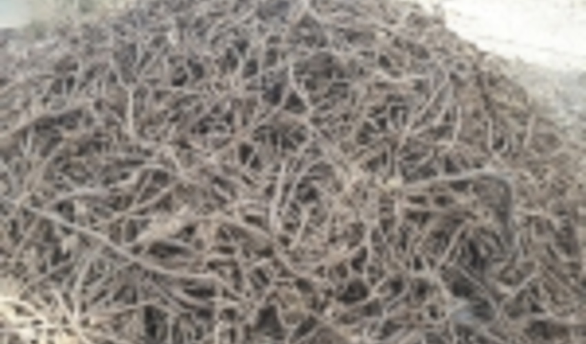 کشف وضبط سه تن ریشه شیرین بیان در شهرستان رزن