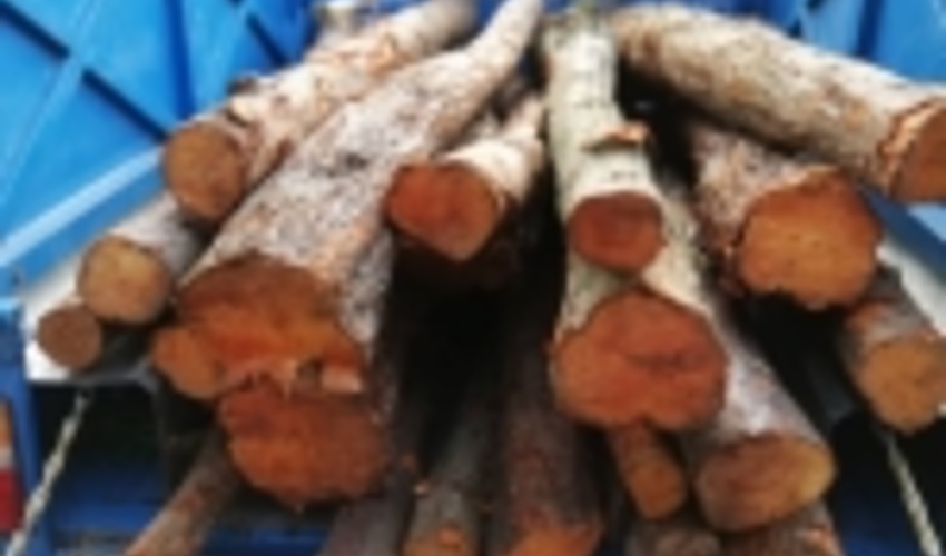 کشف چوب آلات قاچاق در کارگاه چوب بری عباس آباد مازندران
