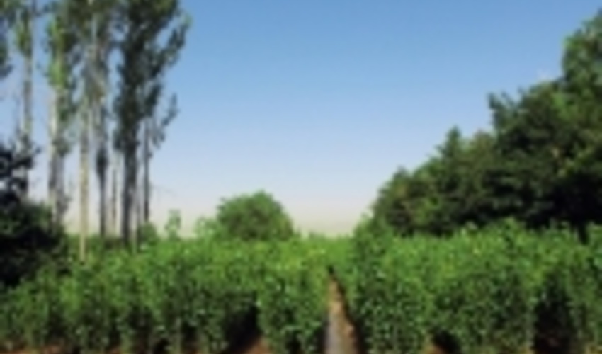 استان مرکزی/تولید نهال در مقیاس میلیونی