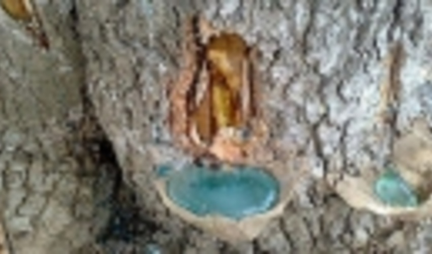 اولین برداشت سقز توسط یکی از تعاونی‌های بهره‌برداری استان ایلام انجام شد