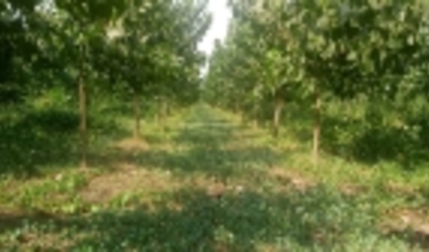 مجری زراعت چوب کشور از اقدامات منابع طبیعی مازندران ساری بازدید کرد