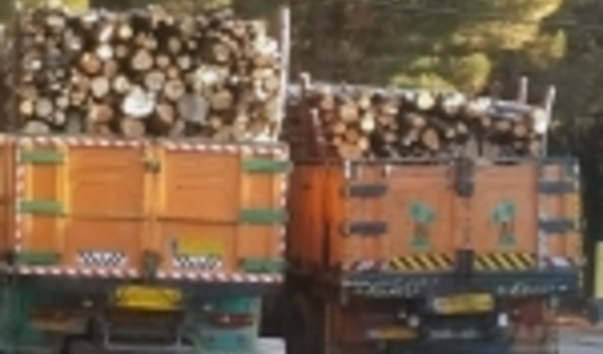 3/5 تن چوب قاچاق در شهریار کشف شد