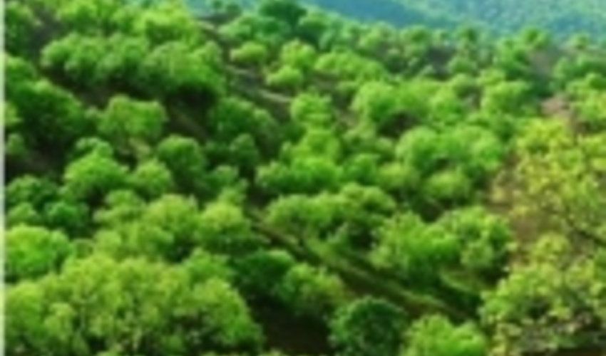 طرح جایگزین؛ طرح مدیریت پایدار منابع طبیعی در منطقه هیرکانی  