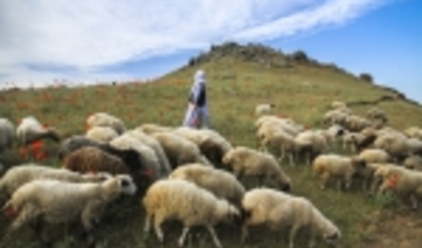 ۷۷۷ پروانه چرا در چهارمحال و بختیاری آماده ابطال است