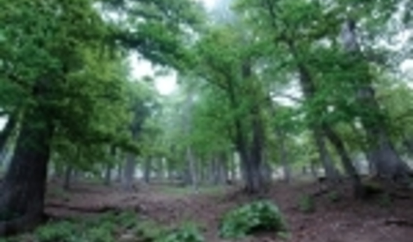 ۴۶۰ هزار اصله نهال در شاهرود تولید شد/ احیای جنگل‌ها با نهال‌کاری