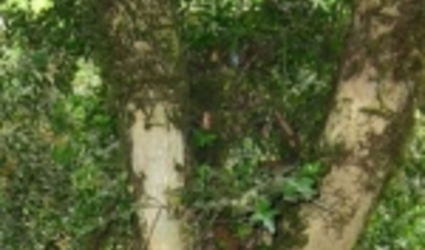 40 هکتار از درختان شمشاد در مازندران زندگی خود را از سر گرفته اند 