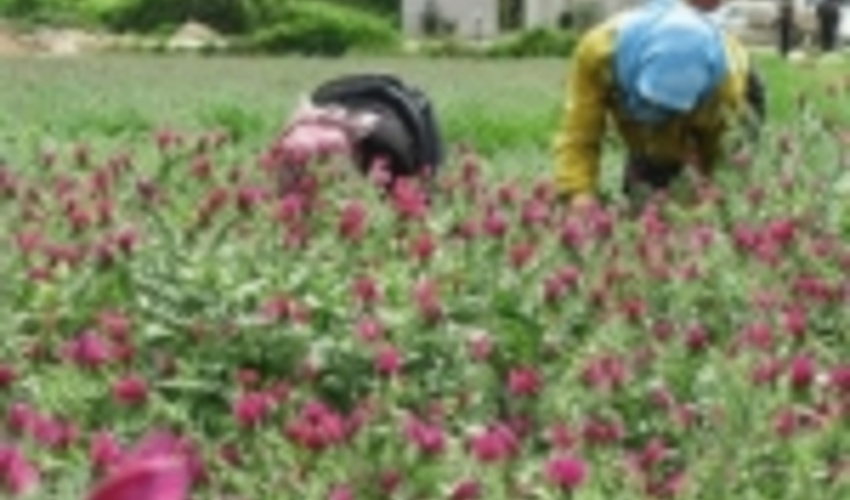 صادرات ٤٨٨ تن گياه دارويی از استان فارس به خارج از کشور