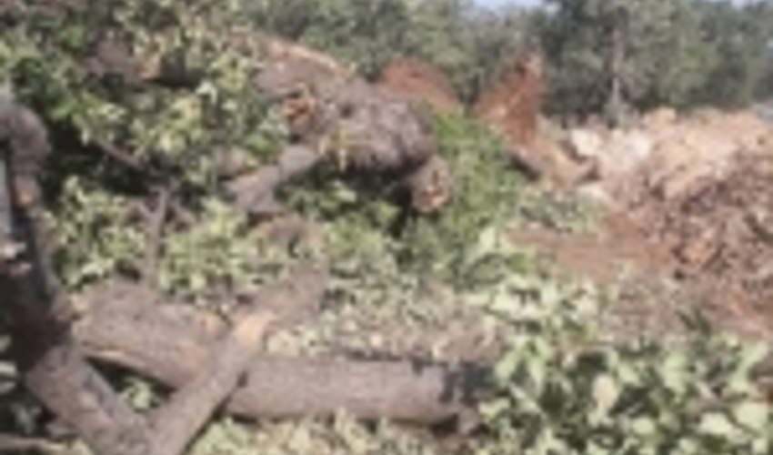 واکنش شورای عالی جنگل به قطع درختان صد ساله بلوط در یاسوج