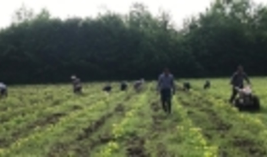 گیلان/مشکلات بانکی مهمترین چالش‌ صنوبرکاران