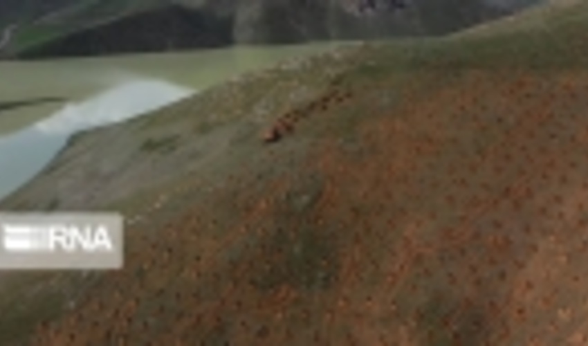 ۱۵۰ هکتار از اراضی جنگلی سقز جنگل‌کاری می‌شود