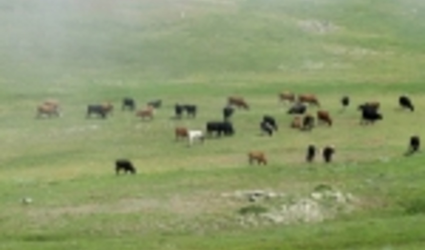 250 میلیون تومان برای اصلاح مراتع استان هرمزگان مصوب شده است