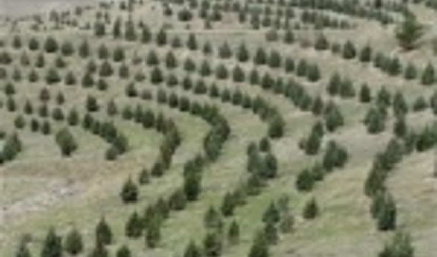 افزایش هزار هکتاری مساحت جنگل‌های استان همدان