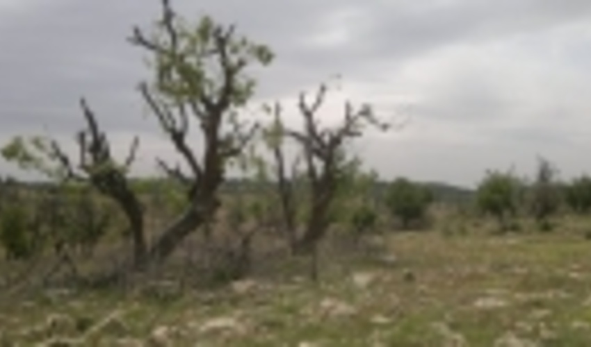 چهار محال/کاهش رطوبت؛ دلیل خشکیدگی درختان بلوط