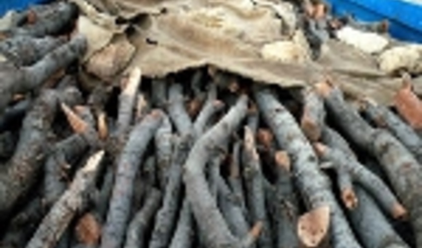 مصدومیت دو تن از جنگلبانان در تعقیب و گریز قاچاقچیان چوب