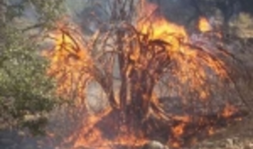 مهار آتش‌سوزی کوه بیرمی در تنگستان 