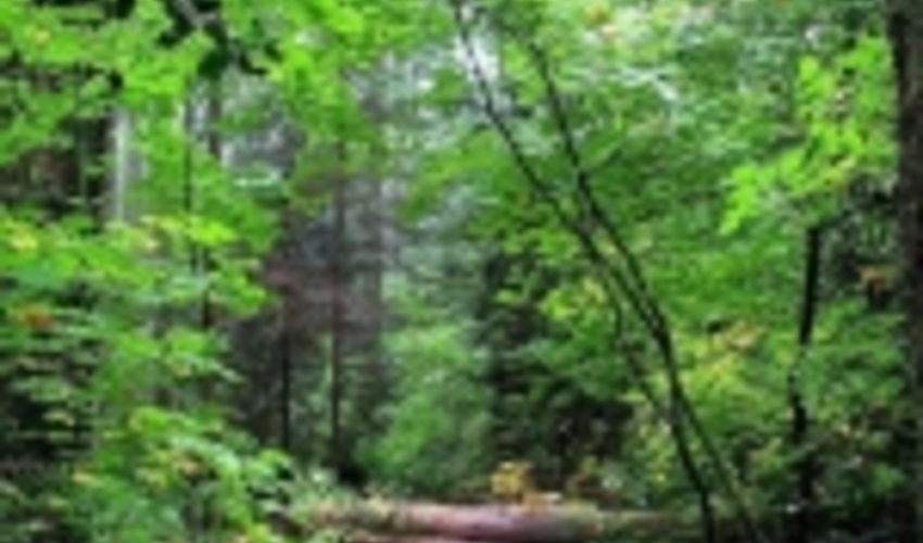 کل جنگل های گیلان زیر پوشش طرح های حفاظتی قرار دارد