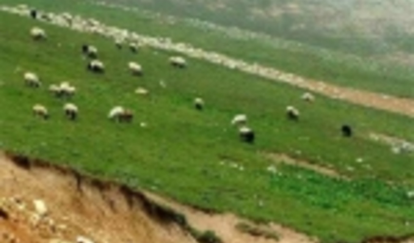 سود آوری طرح های مرتعداری با کمک صندوق های حمایت از توسعه منابع طبیعی