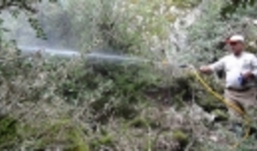 نتایج رضایت‌بخش مبارزه با آفت شب‌پره شمشاد در ساری