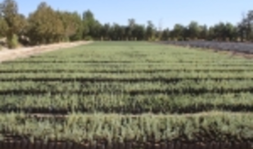 ۴۰ میلیارد ریال برای کاشت نهال در کویرمیقان اراک اختصاص یافت