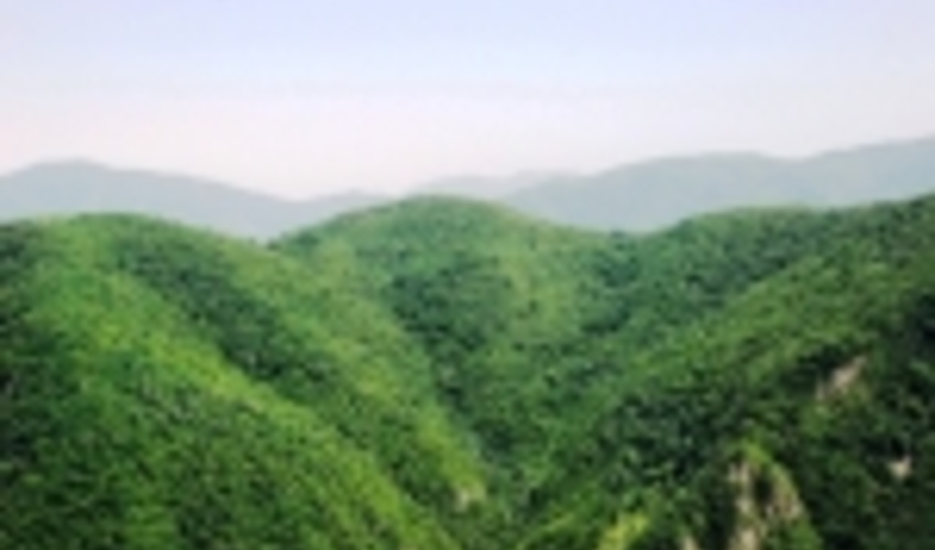 طرح جایگزین جنگلداری با رویکرد برداشت چوب تدوین نمی‌شود