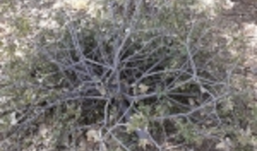 حذف بیماری لورانتوس از جنگل‌های گیلانغرب