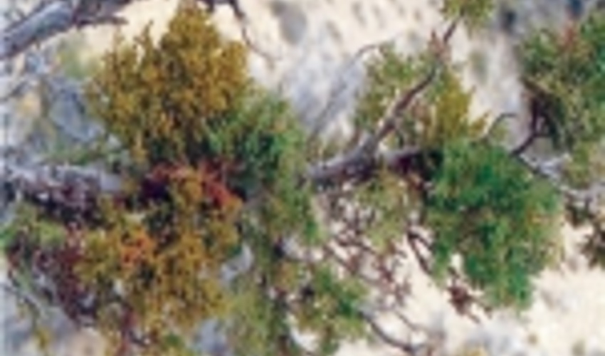 اجرای طرح مبارزه با آفت ارس واش در 700 هکتار از اراضی ملی استان زنجان 